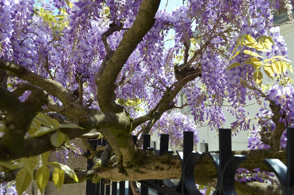 Wisteria Bed and Breakfast Fontainebleau Exteriör bild