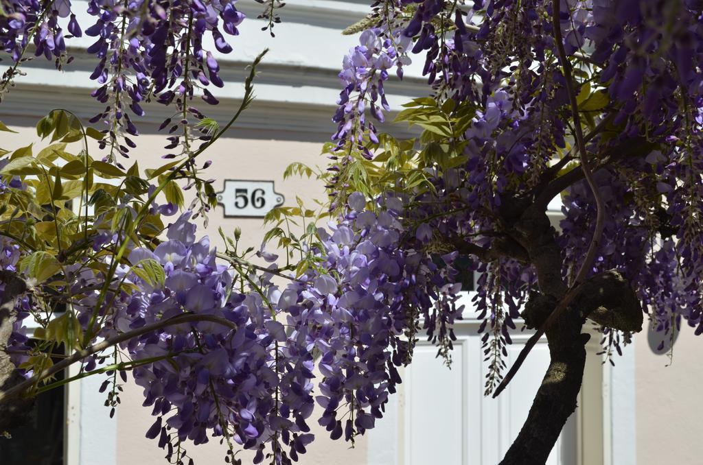 Wisteria Bed and Breakfast Fontainebleau Exteriör bild